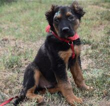 TONIO, Hund, Mischlingshund in Ungarn