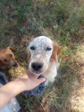 SETIA, Hund, English Setter in Italien