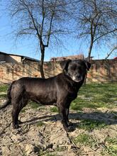 MARA, Hund, Deutscher Schäferhund in Hamburg