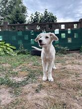 ORFEA, Hund, Mischlingshund in Hamburg