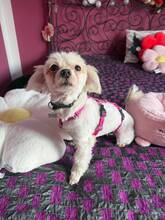ARIA, Hund, Malteser in Polen