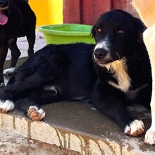 PIER, Hund, Mischlingshund in Italien