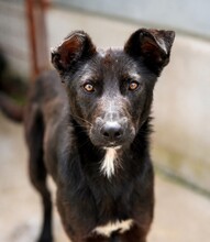 FINJO, Hund, Mischlingshund in Rumänien