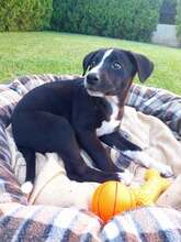 NATHALIE, Hund, Mischlingshund in Bulgarien
