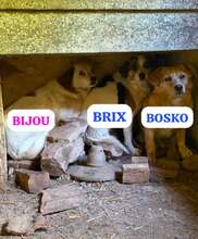 BIJOU, Hund, Mischlingshund in Bulgarien