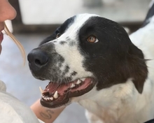 LISSY, Hund, Mischlingshund in Aerzen
