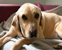 IVAN, Hund, Mischlingshund in Aerzen