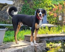 FRITZ, Hund, Mischlingshund in Sulzbach-Rosenberg