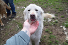 CARUSO, Hund, Mischlingshund in Ungarn