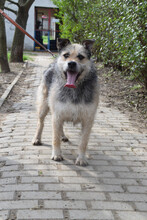 CARPONE, Hund, Mischlingshund in Ungarn