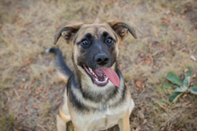 AMY, Hund, Mischlingshund in Kroatien