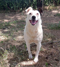 KIRA, Hund, Ratonero Bodeguero Andaluz-Mix in Spanien