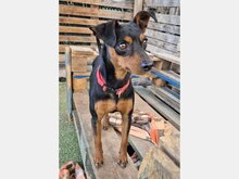 TANQUE, Hund, Pinscher in Spanien
