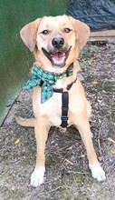 ASTRO, Hund, Mischlingshund in Rumänien