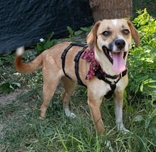 AYLIN, Hund, Mischlingshund in Rumänien