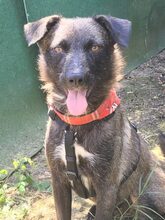 PRYA, Hund, Mischlingshund in Rumänien