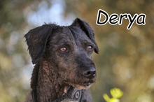 DERYA, Hund, Spanischer Wasserhund in Essingen