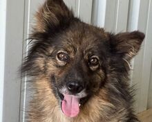 LEO, Hund, Mischlingshund in Rumänien