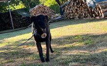 RHODICA, Hund, Mischlingshund in Rockenhausen