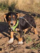 COLORATO, Hund, Mischling in Ungarn