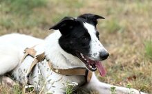 MOTTE, Hund, Mischlingshund in Niddatal