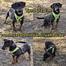 TARO, Hund, Pinscher Dackel Mischling in Ungarn