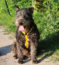 SZANJA, Hund, Puli Mischling in Ungarn