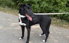 HUGGY, Hund, Mischlingshund in Backnang