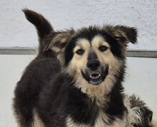 DARA, Hund, Mischlingshund in Bulgarien