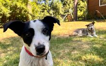 LEVI, Hund, Mischlingshund in Hohenwarthe