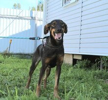 BERTA, Hund, Mischlingshund in Bad Bevensen