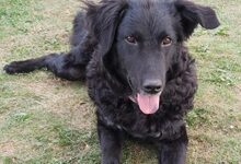 SHAKTI, Hund, Mischlingshund in Olching