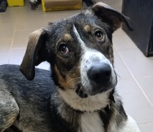 ARCHIE, Hund, Mischlingshund in Rumänien