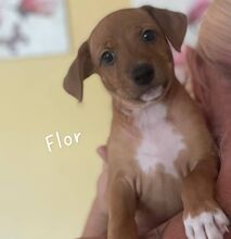 FLOR, Hund, Mischlingshund in Spanien