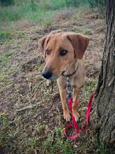JANA, Hund, Mischlingshund in Russische Föderation