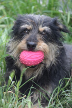 TIMMY, Hund, Mischlingshund in Ungarn