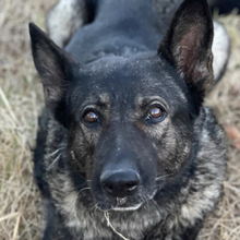NINA, Hund, Schäferhund Mischling in Spanien