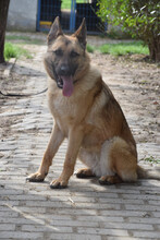 AMY, Hund, Mischlingshund in Ungarn