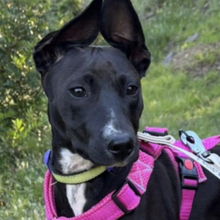 PIA, Hund, Patterdale Mischling in Spanien