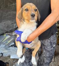 FEE, Hund, Mischlingshund in Bulgarien