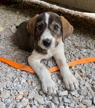 BAMBI, Hund, Mischlingshund in Bulgarien