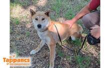 RIO, Hund, Shiba-Inu (Mischling?) in Ungarn