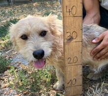 DINNYE, Hund, Deutscher Schäferhund in Ungarn