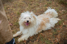 CHIP, Hund, Mischlingshund in Kroatien