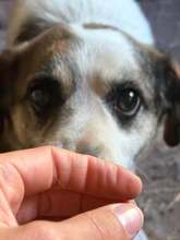 BRIX, Hund, Mischlingshund in Bulgarien