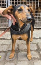 VILMA6, Hund, Pinscher -Mischling in Ungarn