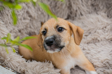 CHIPNR289690, Hund, Mischlingshund in Kroatien