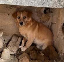 BOSKO, Hund, Mischlingshund in Bulgarien