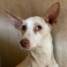 YAKIRA, Hund, Podenco-Mix in Spanien