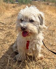 HAPPY, Hund, Bichon Maltais in Burgdorf